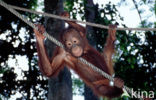 Orang oetan (Pongo pygmaeus) 