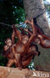 Orang oetan (Pongo pygmaeus) 