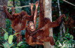 Orang oetan (Pongo pygmaeus) 