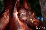 Orang oetan (Pongo pygmaeus) 