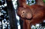 Orang oetan (Pongo pygmaeus) 