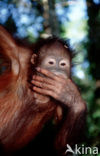 Orang oetan (Pongo pygmaeus) 