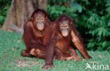 Orang oetan (Pongo pygmaeus) 