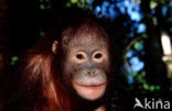 Orang oetan (Pongo pygmaeus) 