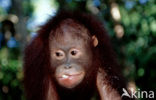 Orang oetan (Pongo pygmaeus) 