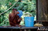 Orang oetan (Pongo pygmaeus) 