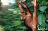 Orang oetan (Pongo pygmaeus) 