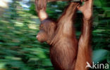 Orang oetan (Pongo pygmaeus) 