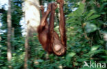 Orang oetan (Pongo pygmaeus) 