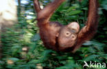 Orang oetan (Pongo pygmaeus) 