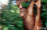 Orang oetan (Pongo pygmaeus) 