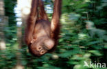 Orang oetan (Pongo pygmaeus) 