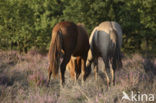 Paard (Equus spp)