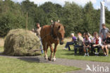 Paard (Equus spp)