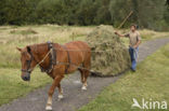 Paard (Equus spp)