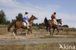 Paard (Equus spp)