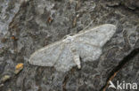 Small Dusty Wave (Idaea seriata)