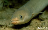 Eel (Anguilla anguilla) 