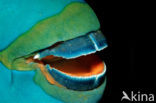 Greentroat parrotfish (Scarus prasiognathos)
