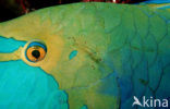 Greentroat parrotfish (Scarus prasiognathos)