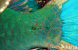 Greentroat parrotfish (Scarus prasiognathos)