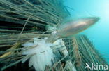 Reef squid (Sepioteuthis australis)