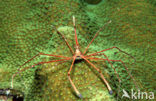 Arrow crab