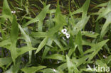 Arrowhead (Sagittaria sagittifolia)