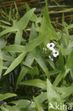 Arrowhead (Sagittaria sagittifolia)