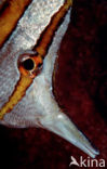 Pincetvis (Chelmon rostratus)