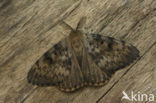 Gypsy Moth (Lymantria dispar)