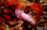 Flatworm