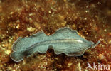 Flatworm