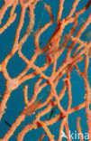 Cleaner shrimp (Periclimenes psamathe)