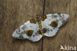 Clouded Magpie (Calospilos sylvata)