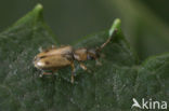 Psammoecus bipunctatus