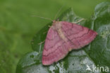 Purperen stipspanner (Scopula rubiginata)