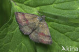 Small Purple-barred (Phytometra viridaria)