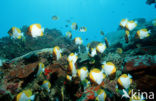 Pyramid butterflyfish (Hemitaurichthys polylepis)