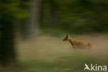 Roe Deer (Capreolus capreolus)