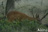 Roe Deer (Capreolus capreolus)