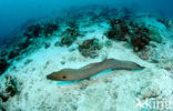 Reuzenmurene (Gymnothorax javanicus)