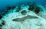 Giant Moray (Gymnothorax javanicus)