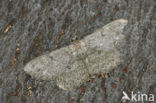 Pale Oak Beauty (Hypomecis punctinalis)
