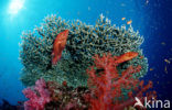 Coral hind