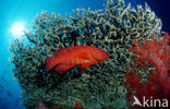 Rode Koraalbaars (Cephalopholis miniata )