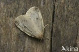 Round-winged Muslin (Thumatha senex)