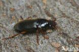 Strawberry Seed Beetle (Harpalus rufipes)