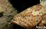 Roodvlek tandbaars (Epinephelus tauvina)