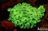 Rubber koraal (Palythoa tuberculosa)